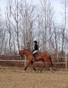 Thoroughbred à vendre 