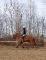 Thoroughbred à vendre 