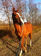 Thoroughbred à vendre 