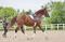 Entrainement Dressage par Coach certifiée