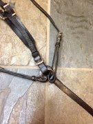 Martingale et collier de chasse