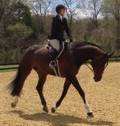 Cours d'équitationclassique  et camp de jour 