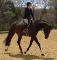 Cours d'équitationclassique  et camp de jour 