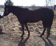 CHEVAUX ET PONEYS A ADOPTER