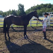 À vendre Thoroughbred de 8 ans