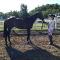 À vendre Thoroughbred de 8 ans
