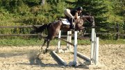 À vendre Thoroughbred de 8 ans