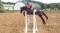 À vendre Thoroughbred de 8 ans