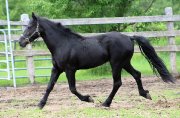 Beau Cheval Canadiens Enregistré