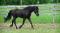 Beau Cheval Canadiens Enregistré