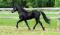 Beau Cheval Canadiens Enregistré