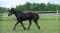 Beau Cheval Canadiens Enregistré