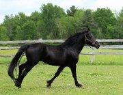 Beau Cheval Canadiens Enregistré