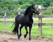 Beau Cheval Canadiens Enregistré