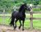 Beau Cheval Canadiens Enregistré