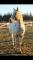 Reproduction Etalon appaloosa
