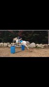 Reproduction Etalon appaloosa