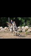 Reproduction Etalon appaloosa