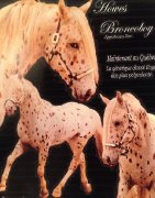Reproduction Etalon appaloosa