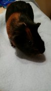 Cochons d'inde