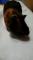 Cochons d'inde