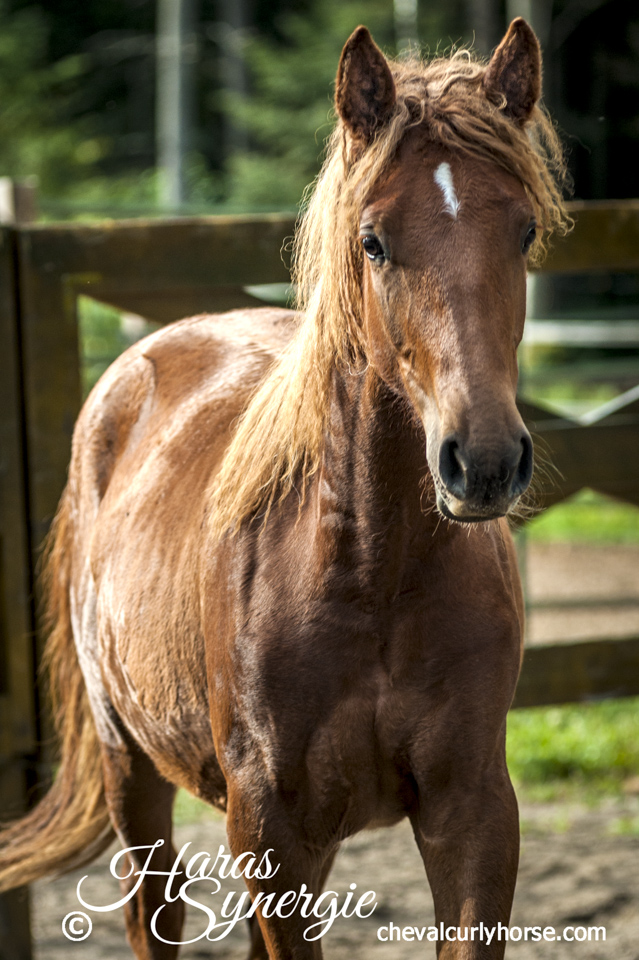 Curly à vendre, cheval hypoallergénique.