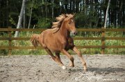 Curly à vendre, cheval hypoallergénique.