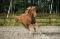 Curly à vendre, cheval hypoallergénique.