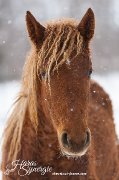 Curly à vendre, cheval hypoallergénique.