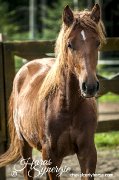 Curly à vendre, cheval hypoallergénique.