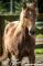 Curly à vendre, cheval hypoallergénique.