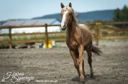Curly à vendre, cheval hypoallergénique.