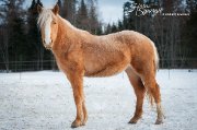 Curly à vendre, cheval hypoallergénique.