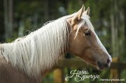 Curly à vendre, cheval hypoallergénique.