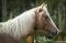 Curly à vendre, cheval hypoallergénique.