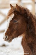 curly à vendre, cheval hypoallergénique.