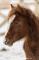 curly à vendre, cheval hypoallergénique.