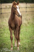 curly à vendre, cheval hypoallergénique.