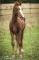 curly à vendre, cheval hypoallergénique.