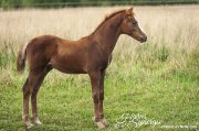 curly à vendre, cheval hypoallergénique.