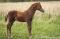 curly à vendre, cheval hypoallergénique.
