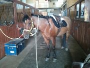 Cherche une demi-pensionnaire pour mon cheval