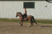 Cherche une demi-pensionnaire pour mon cheval