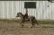 Cherche une demi-pensionnaire pour mon cheval