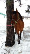 Cherche une demi-pensionnaire pour mon cheval
