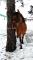 Cherche une demi-pensionnaire pour mon cheval