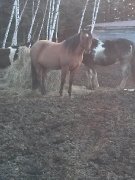 Cherche une demi-pensionnaire pour mon cheval