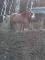 Cherche une demi-pensionnaire pour mon cheval