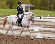 Demi-pension disponible pour un poney merveilleux!