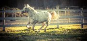 Demi-pension disponible pour un poney merveilleux!